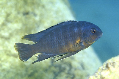 Tropheops sp. 'goldbreast' Tumbi Point